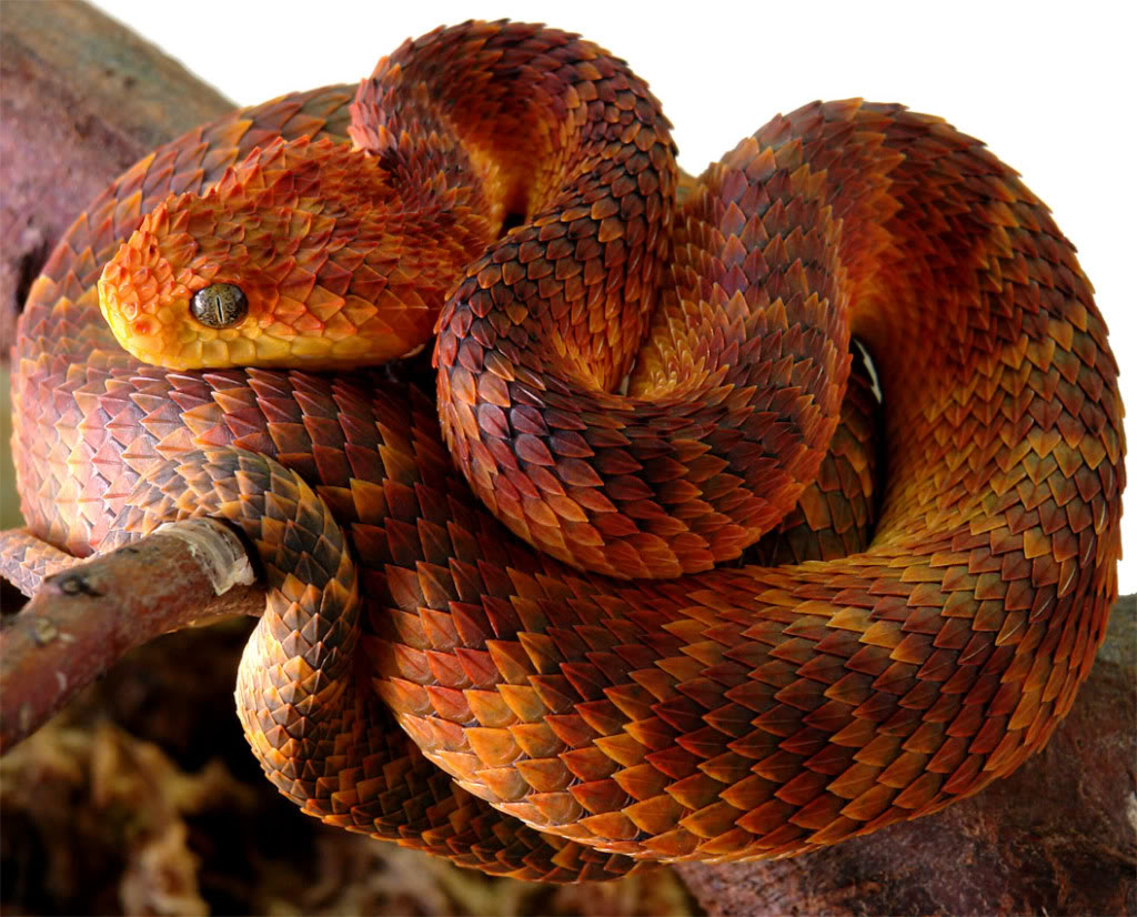 [Imagen: Atheris+squamigera+also+known+as+coolest...2e8f1a.jpg]