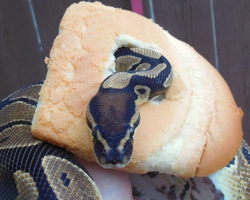 Image result for snake in between bread
